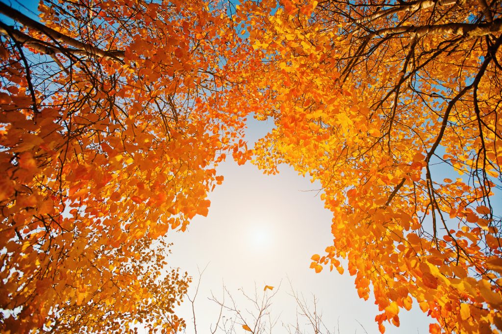 Autumn chinese medicine