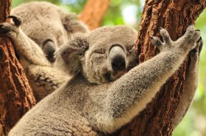 koala insomnia