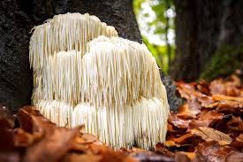 lions mane adhd